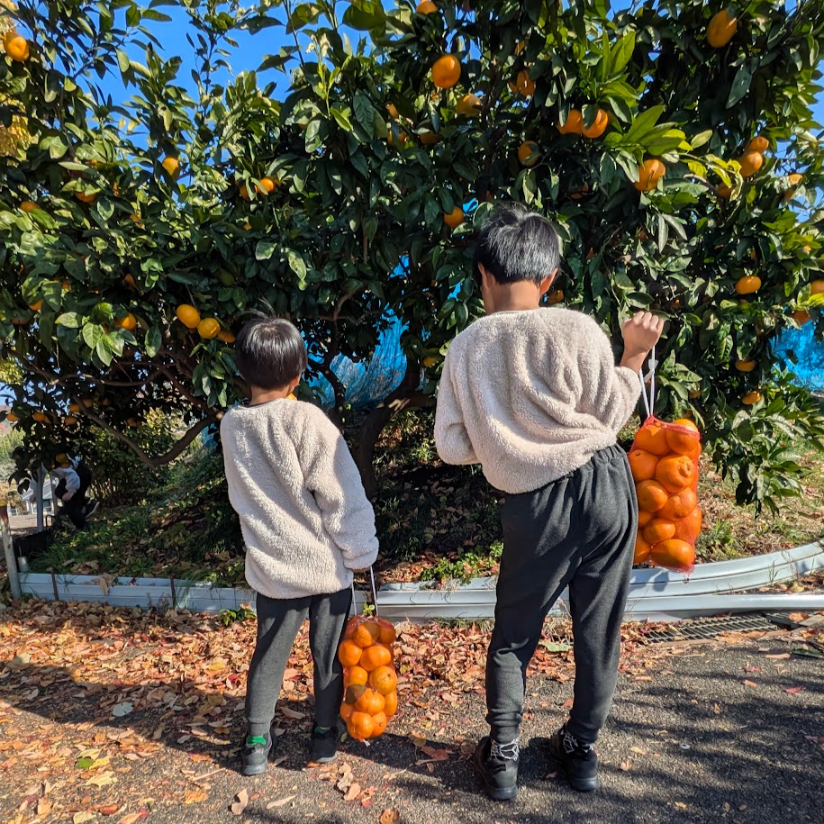 ミカン狩り　LEE100コポ　天空のアグリパーク
