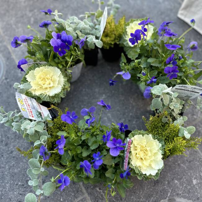 葉牡丹とビオラの寄せ植えリース