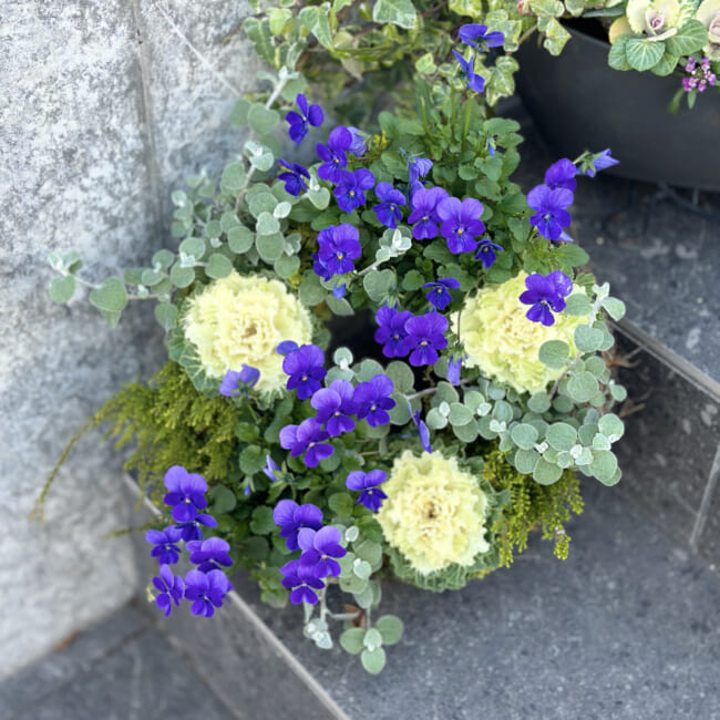 葉牡丹とビオラの寄せ植えリース