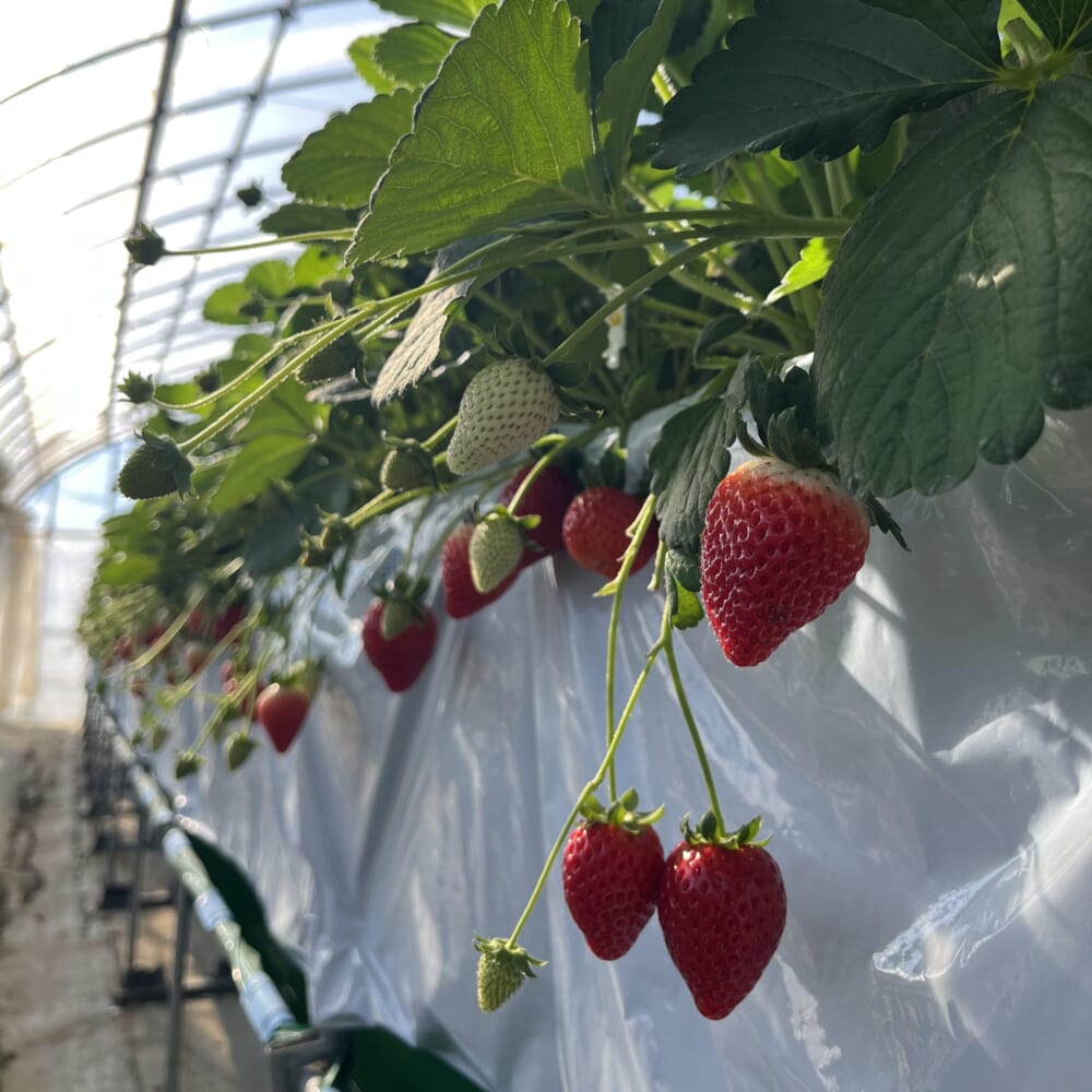 いちご狩り いちご