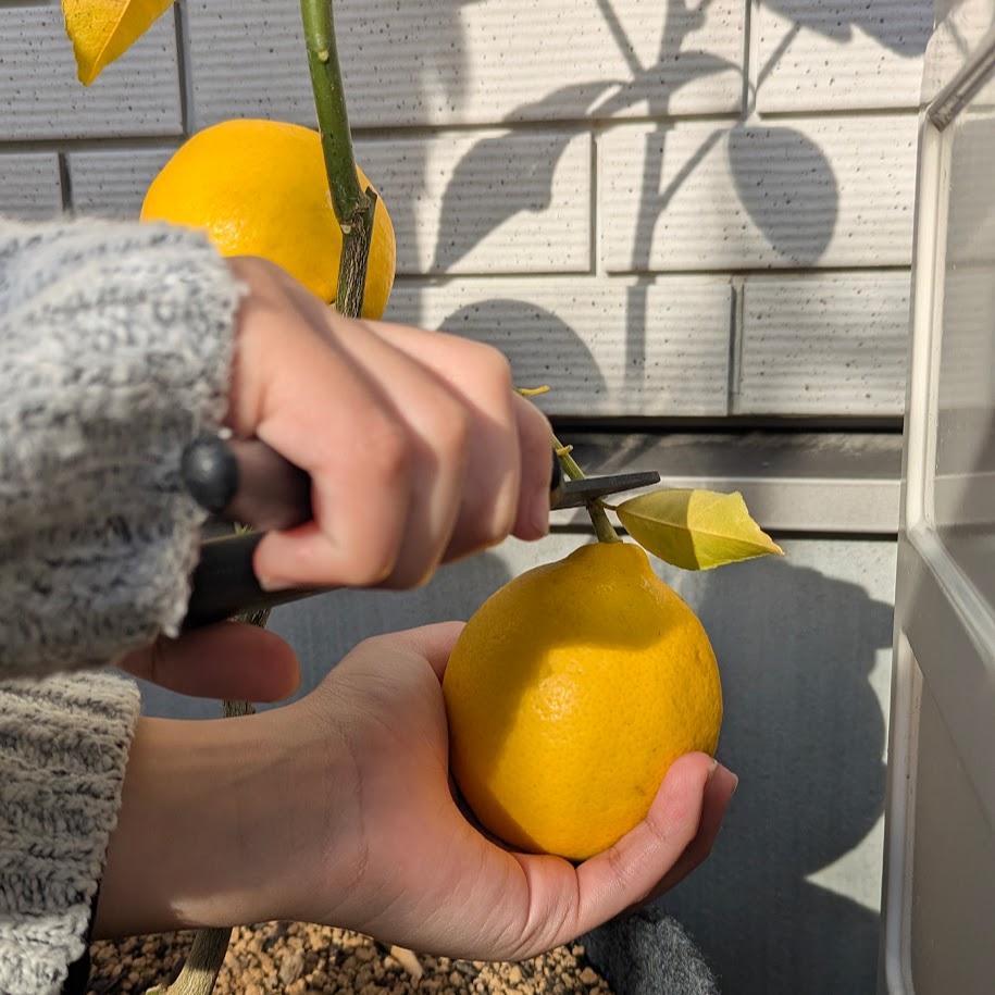 家庭菜園 マイヤーレモン コポ