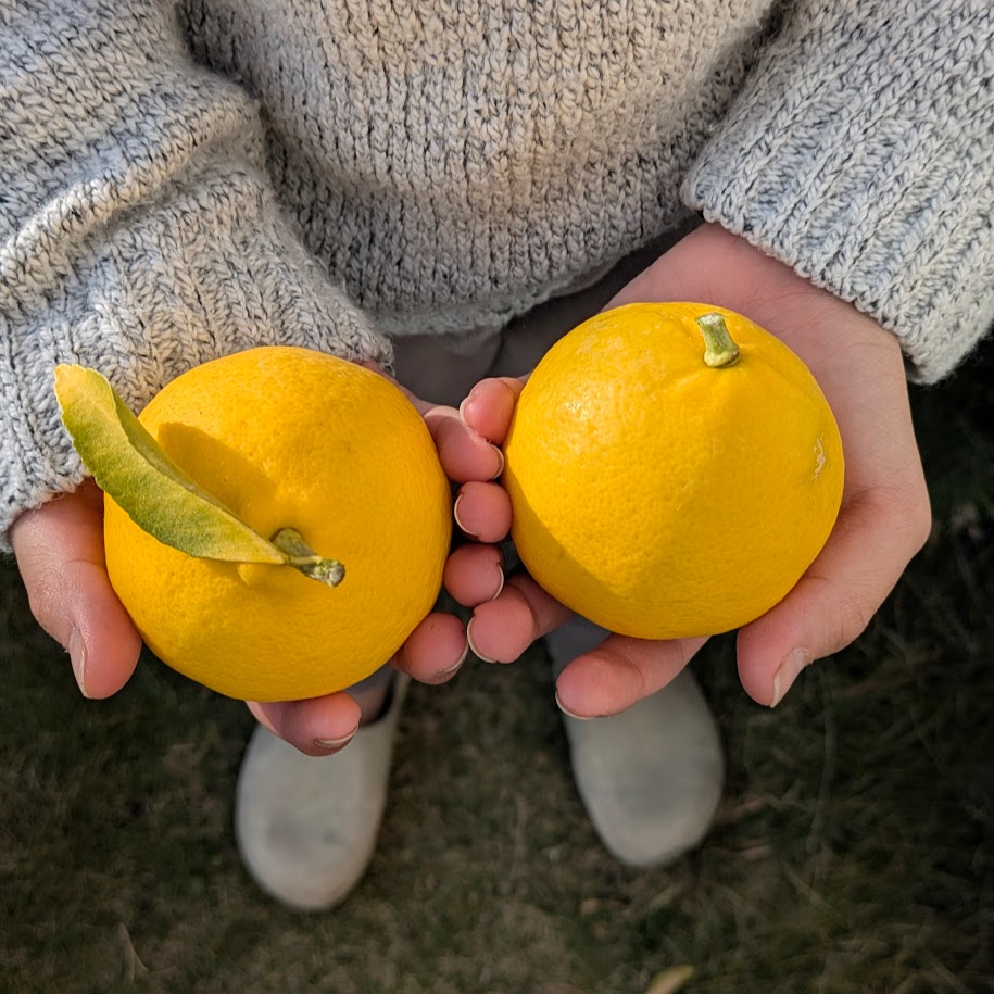 マイヤーレモン レモンシロップ コポ