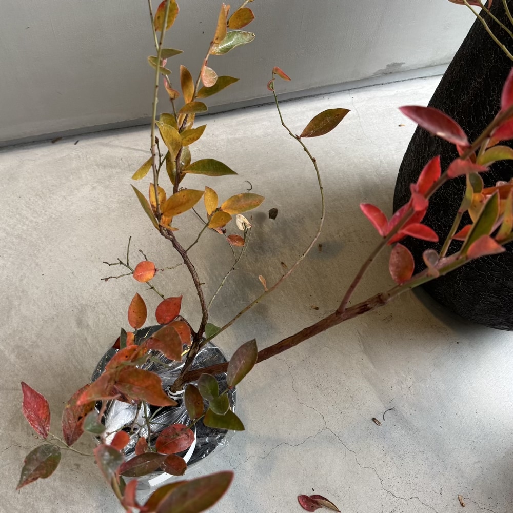 ブルーベリー クレイワー 大関ナーセリー