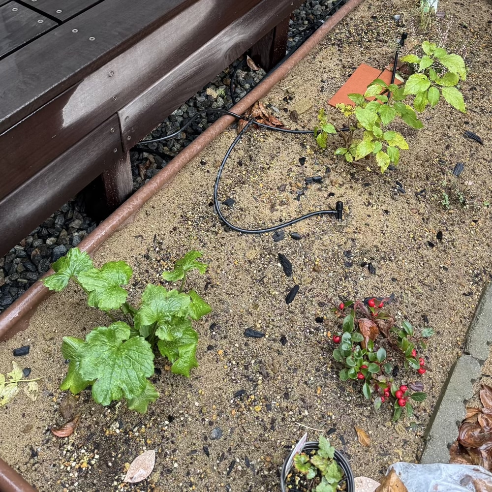 庭 ラナンキュラス