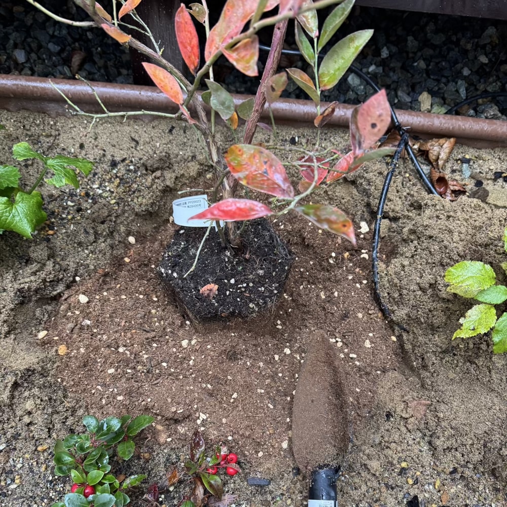 ブルーベリー クレイワー 大関ナーセリー