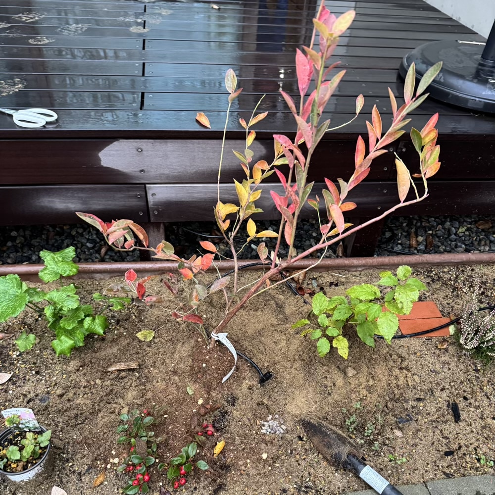 ブルーベリー クレイワー 大関ナーセリー