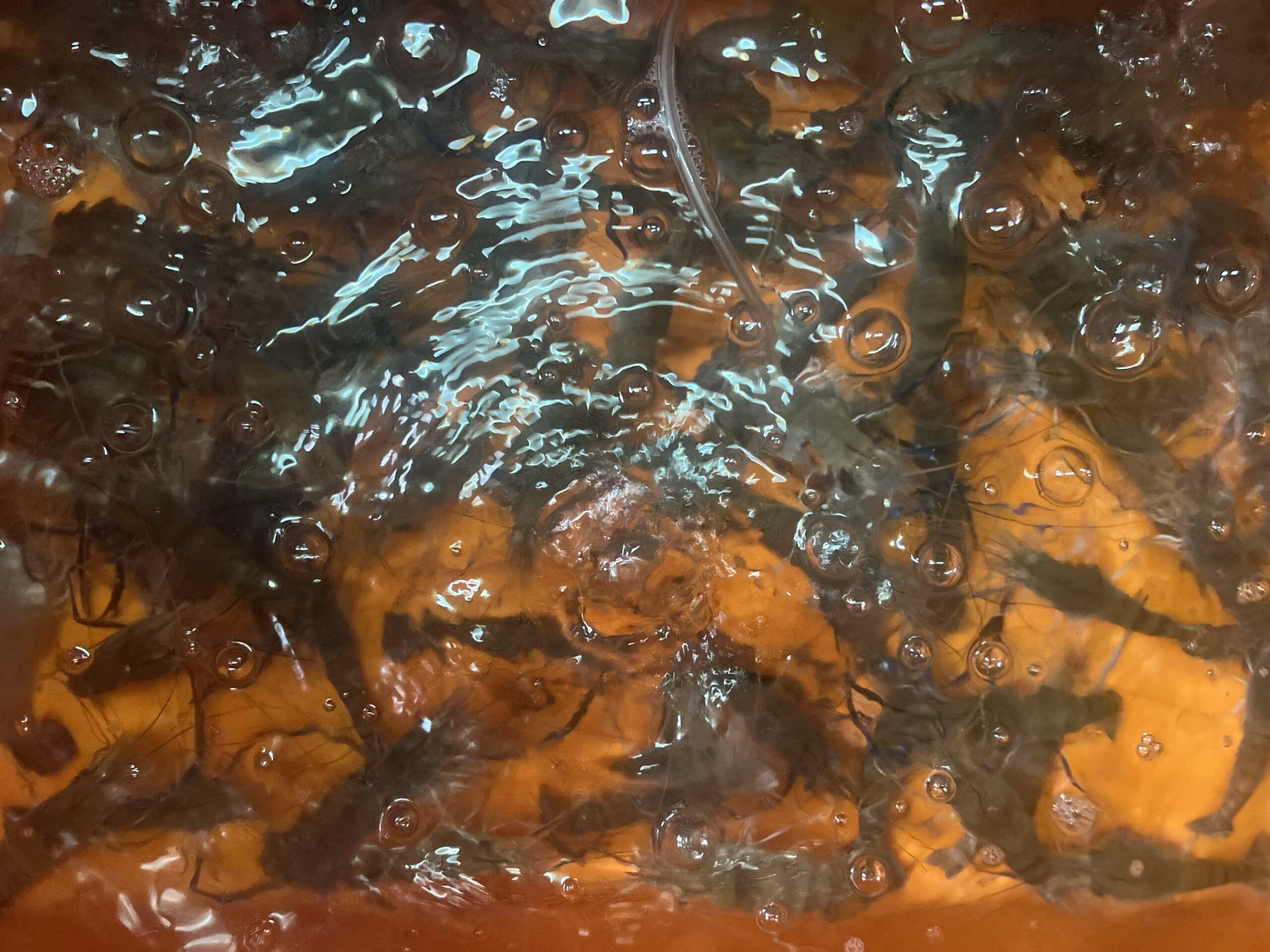 【台湾・台北】知る人ぞ知る？隠れ名店3選「胡椒海老」・「水餃子」・「鶏肉飯」TB icoco