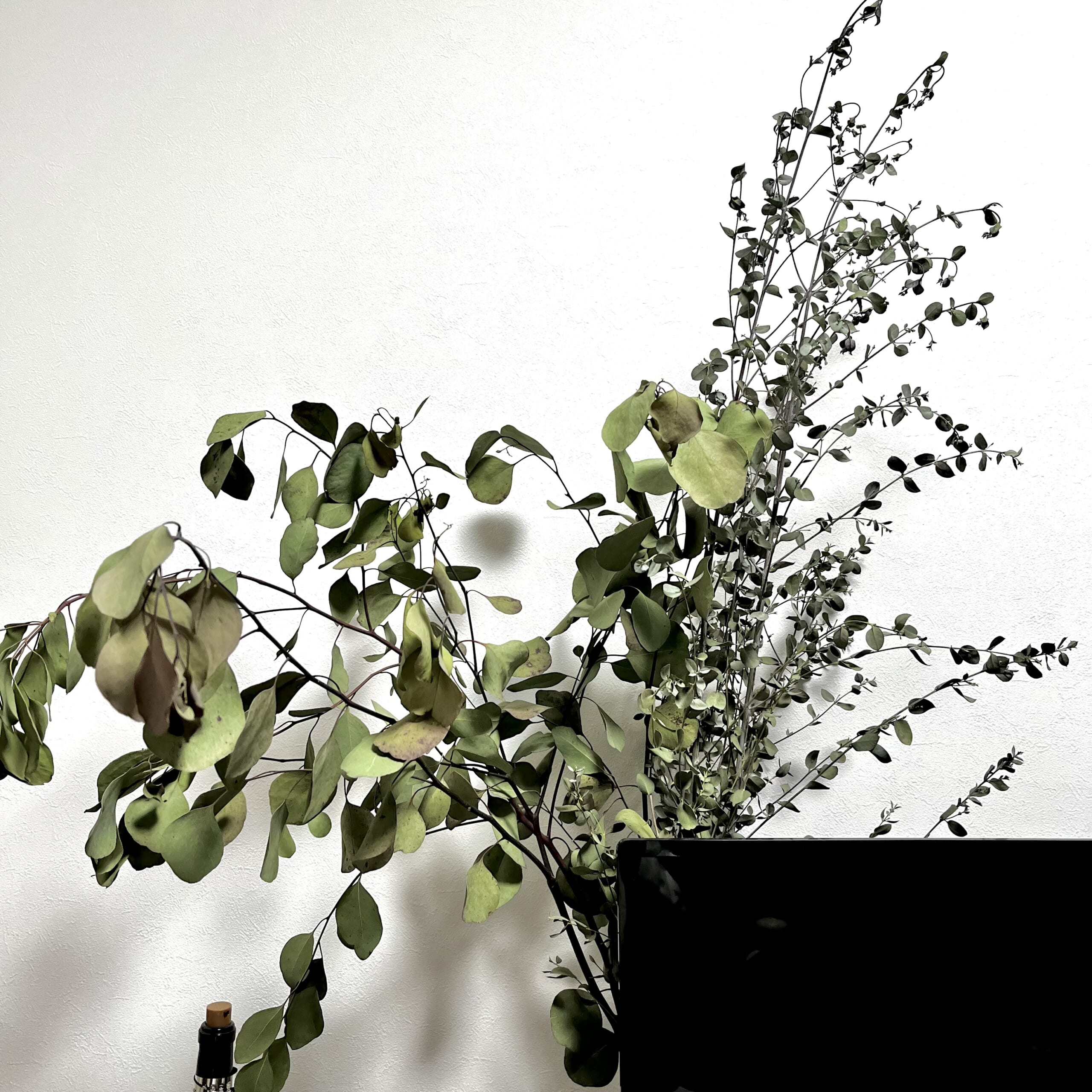 ユーカリ　花　植物