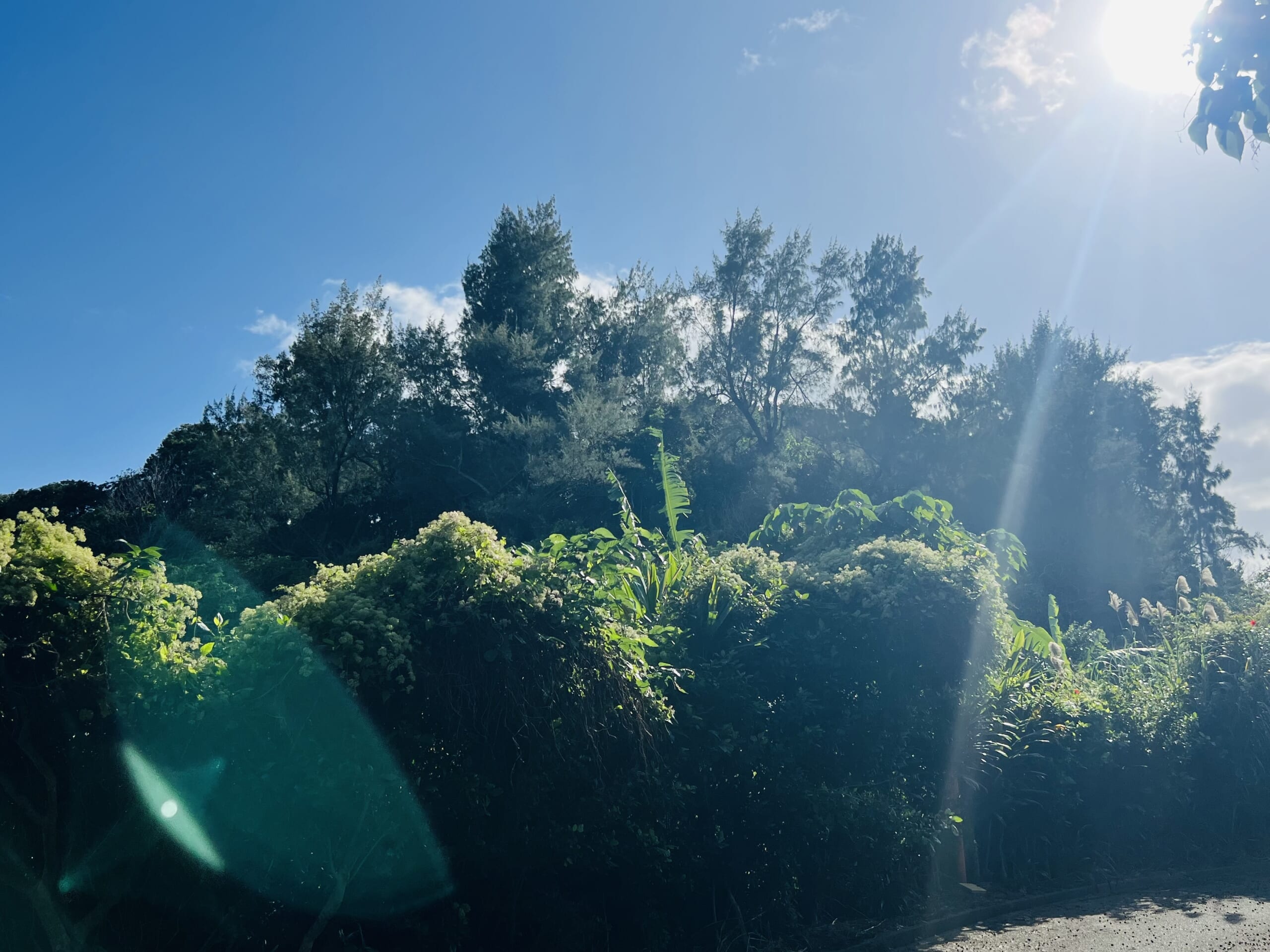 【沖縄】さとうきびでしめ縄アレンジ2025 TBicoco