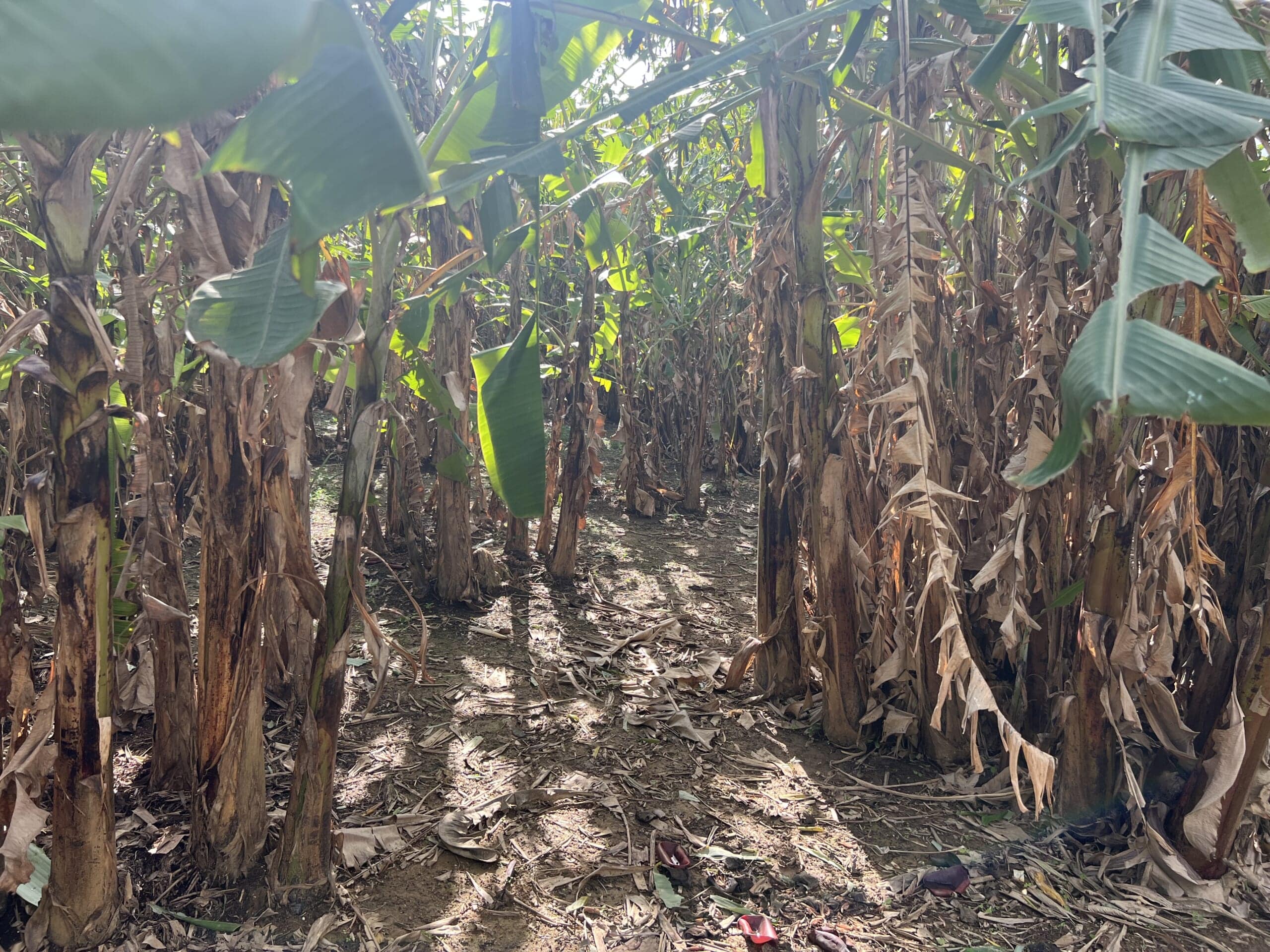 【沖縄】さとうきびでしめ縄アレンジ2025 TBicoco