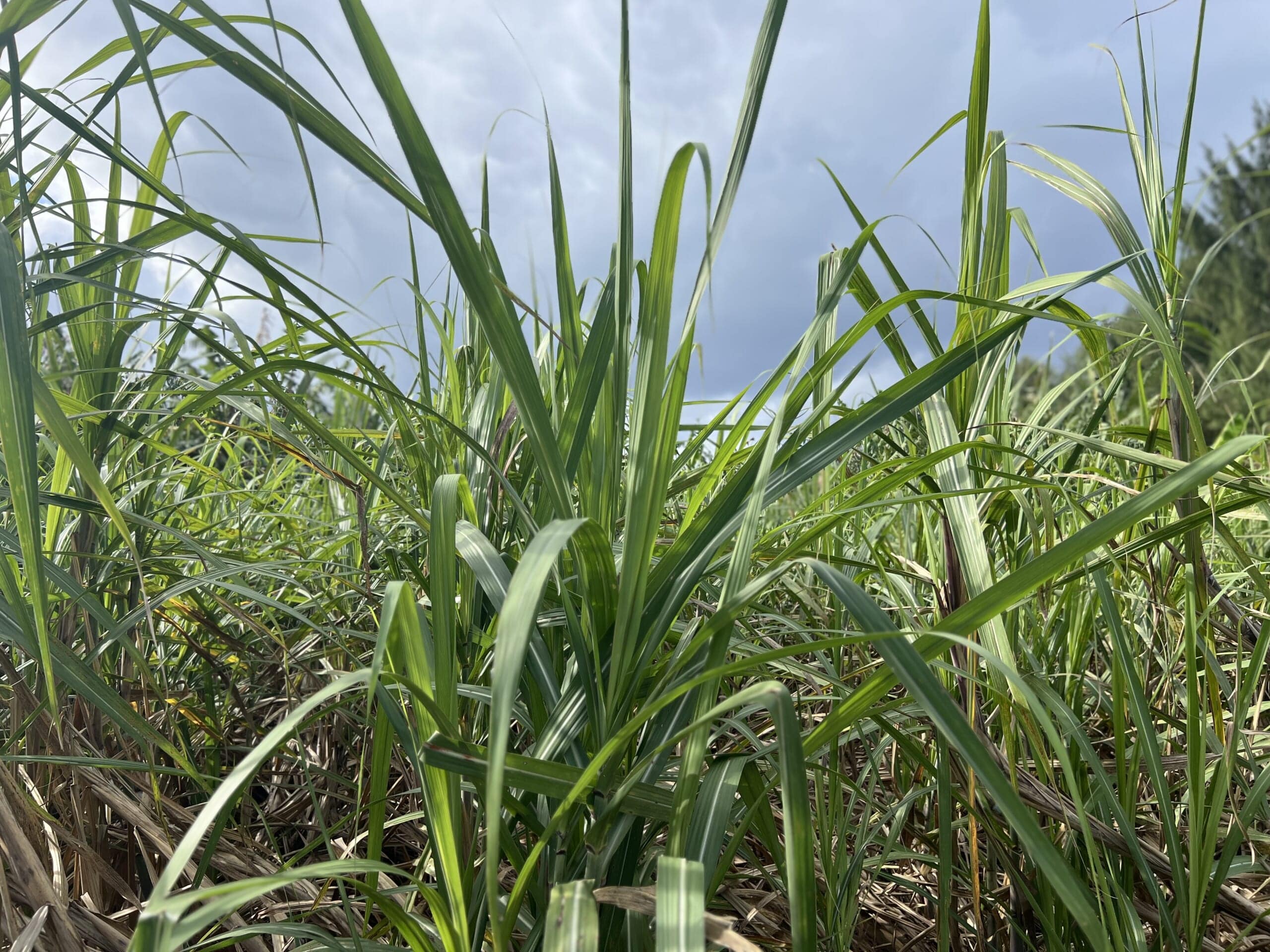 【沖縄】さとうきびでしめ縄アレンジ2025 TBicoco