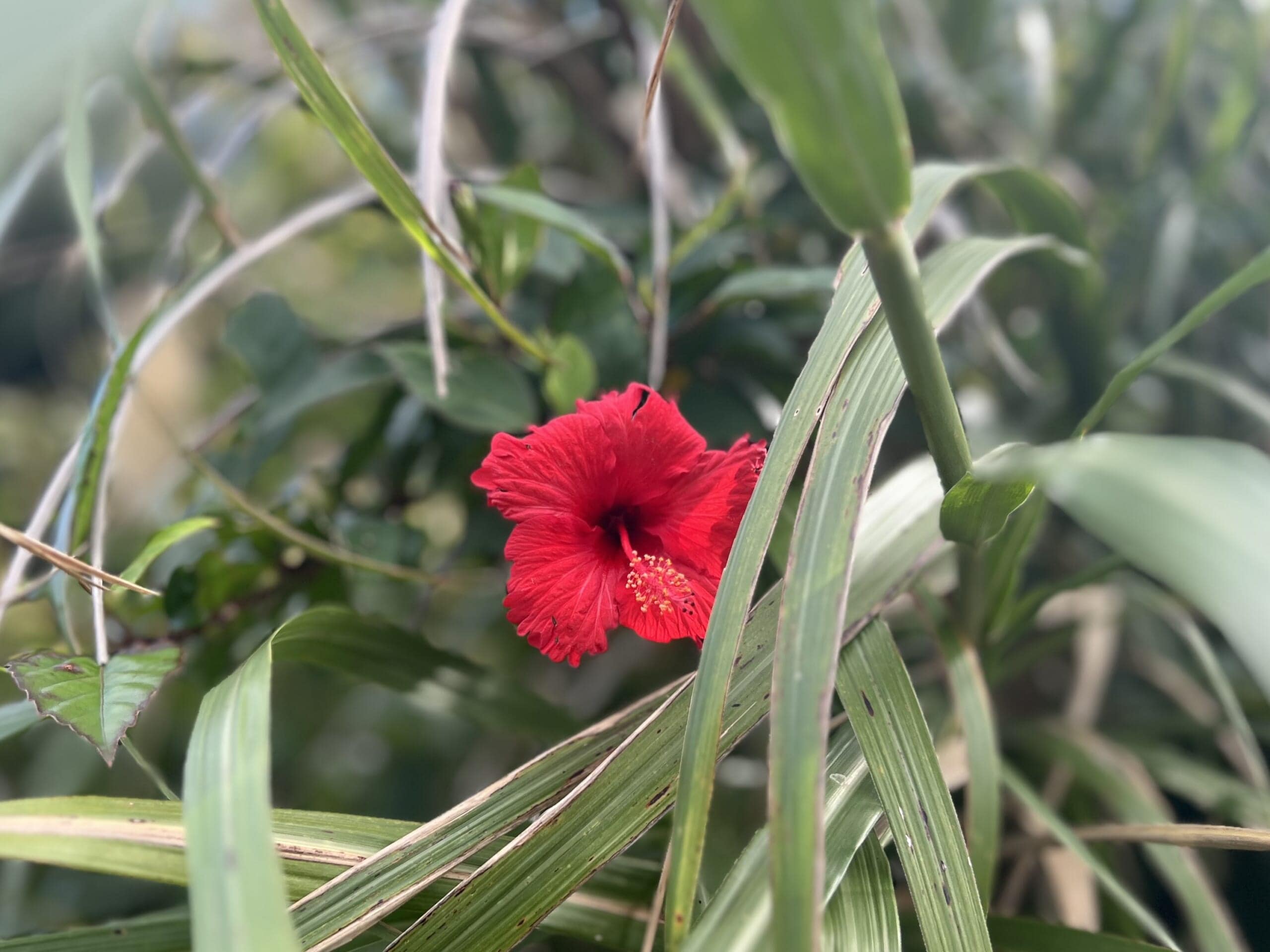 【沖縄】さとうきびでしめ縄アレンジ2025 TBicoco