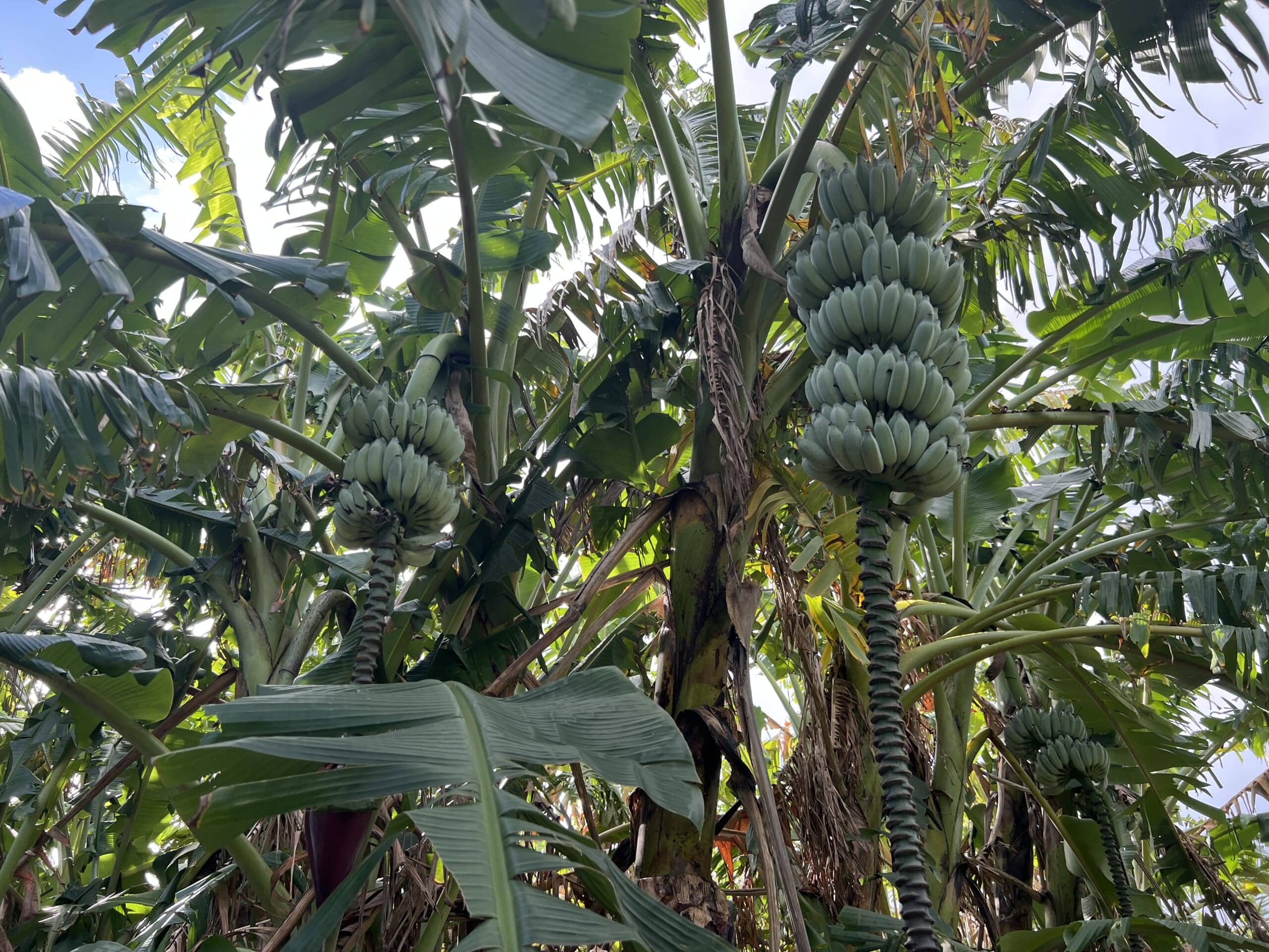 【沖縄】さとうきびでしめ縄アレンジ2025 TBicoco