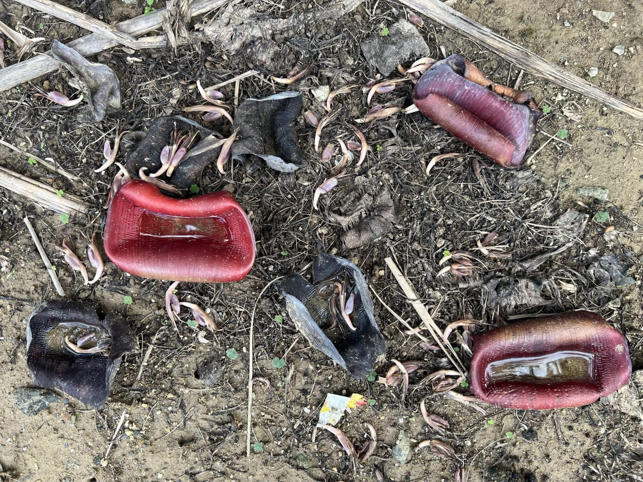 【沖縄】さとうきびでしめ縄アレンジ2025 TBicoco