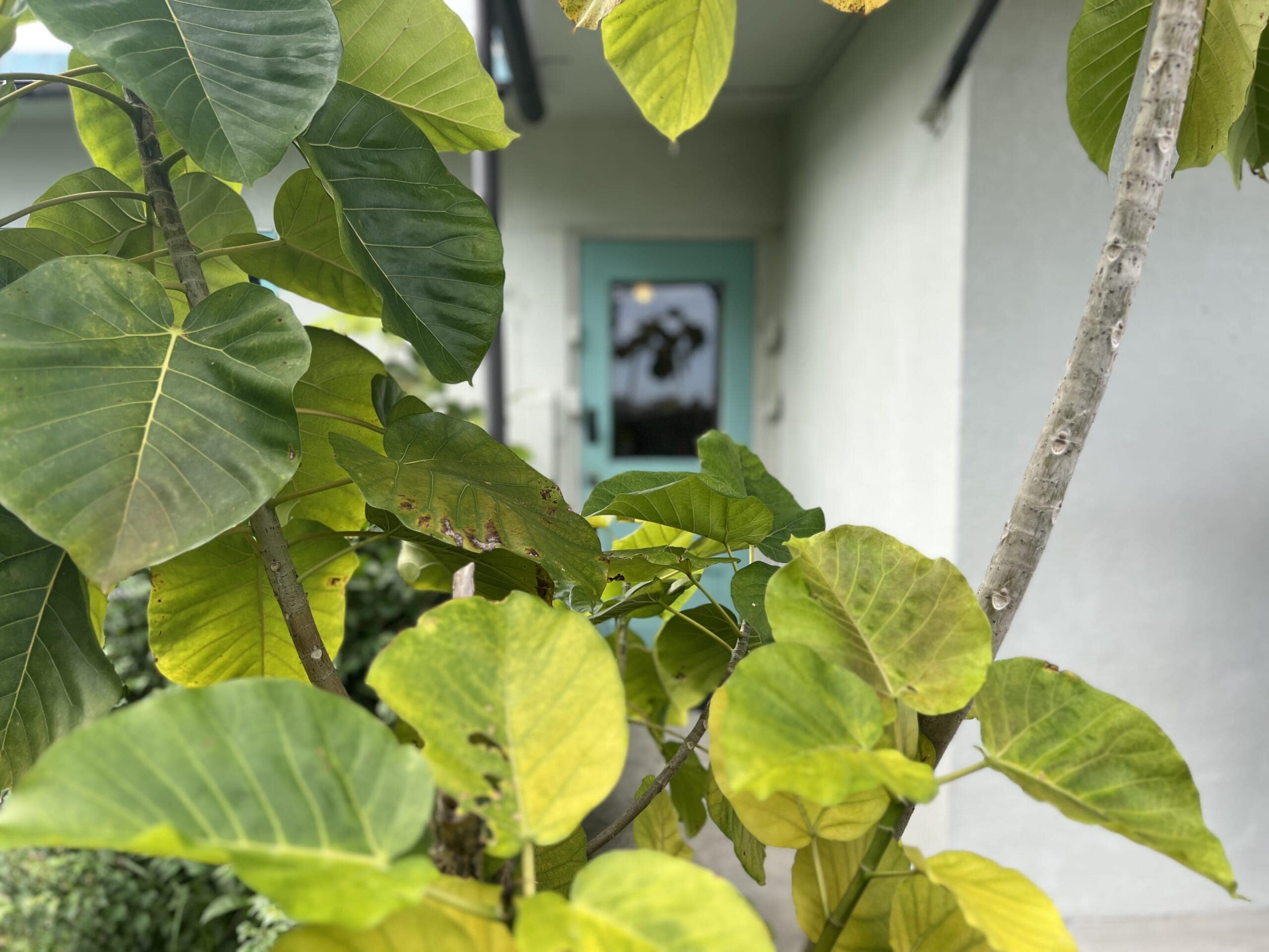 【沖縄】ちいさなベトナム料理カフェ「mocuaso」洗練されたバインミーとスープブンランチ TBicoco