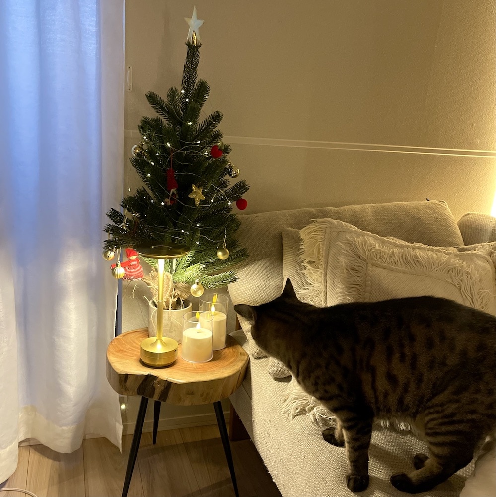 クリスマスツリー 猫