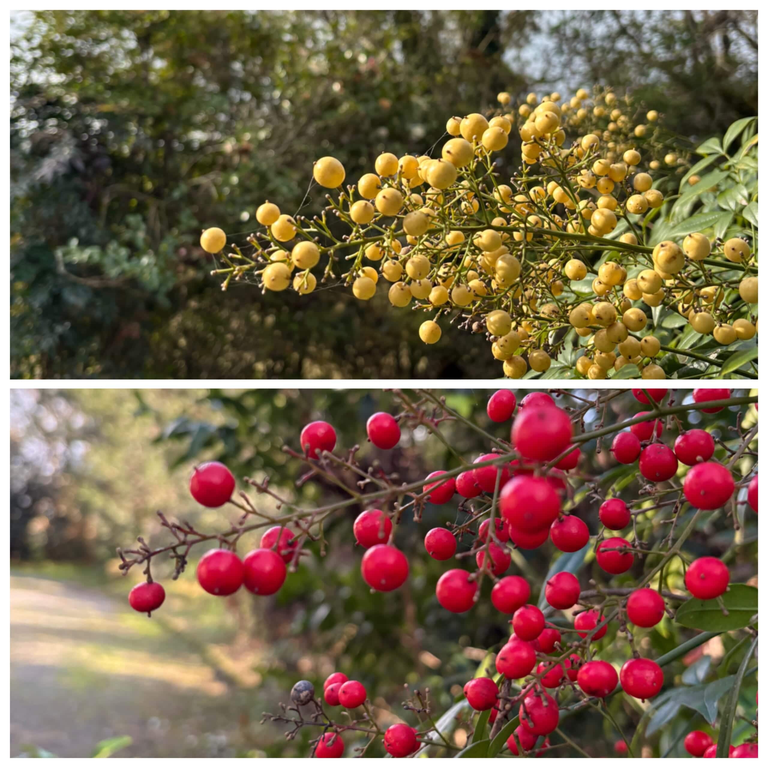 赤南天　白南天