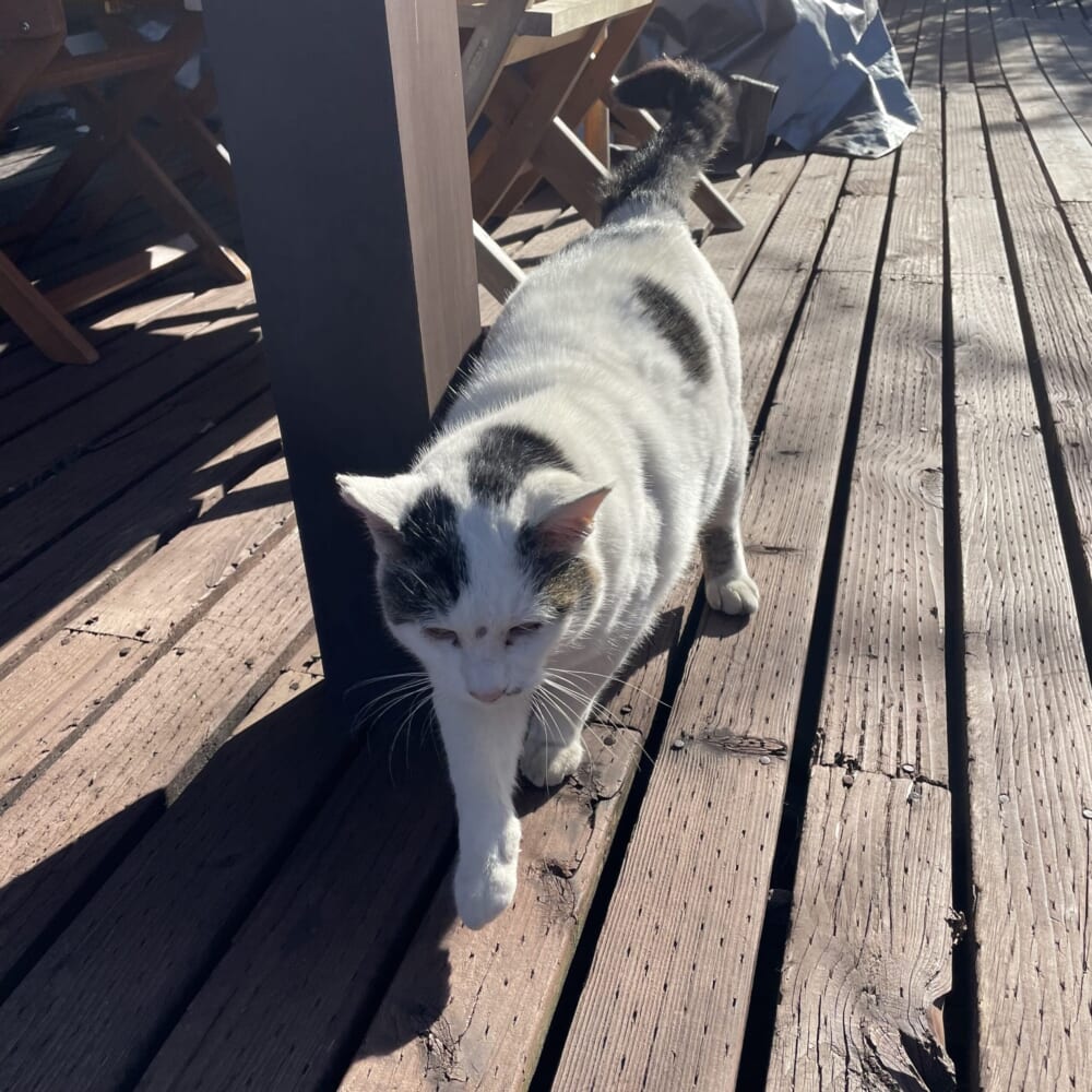 長野県安曇野市 すぱいすろーど スパイスカレー タンドリーバターチキン 猫