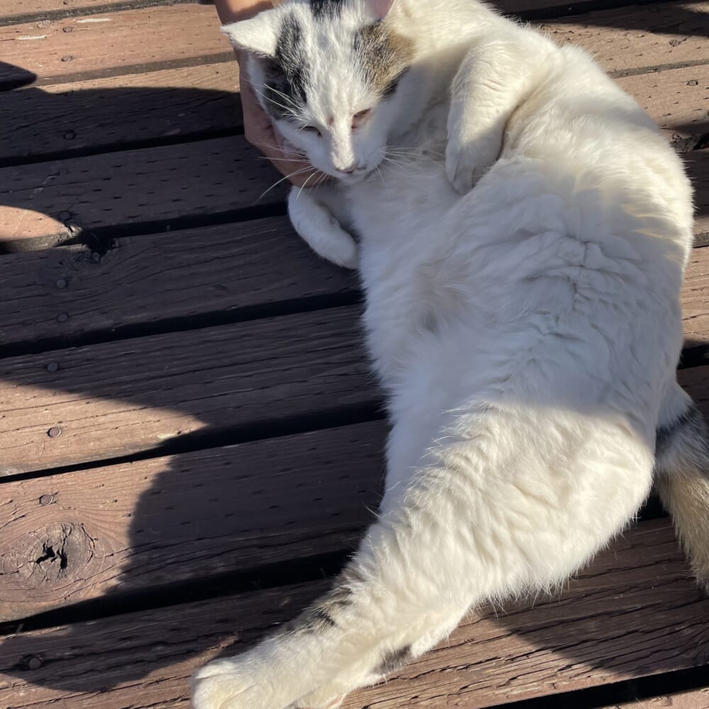 長野県安曇野市 すぱいすろーど スパイスカレー タンドリーバターチキン 猫