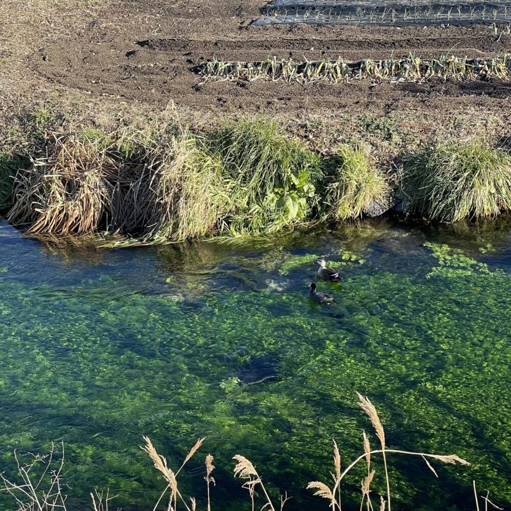 長野県安曇野市 龍門渕公 園運動場 犀川 川沿い カモ