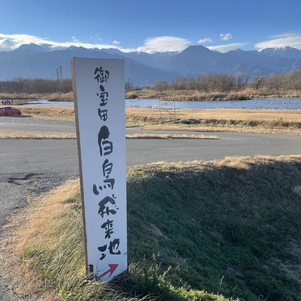 長野県安曇野市 カモ 白鳥 御宝田遊水池 白鳥飛来地