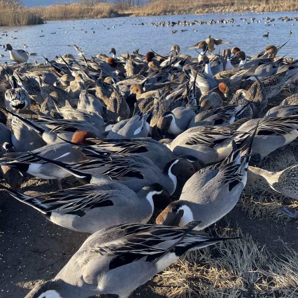 長野県安曇野市 カモ 白鳥 御宝田遊水池 白鳥飛来地