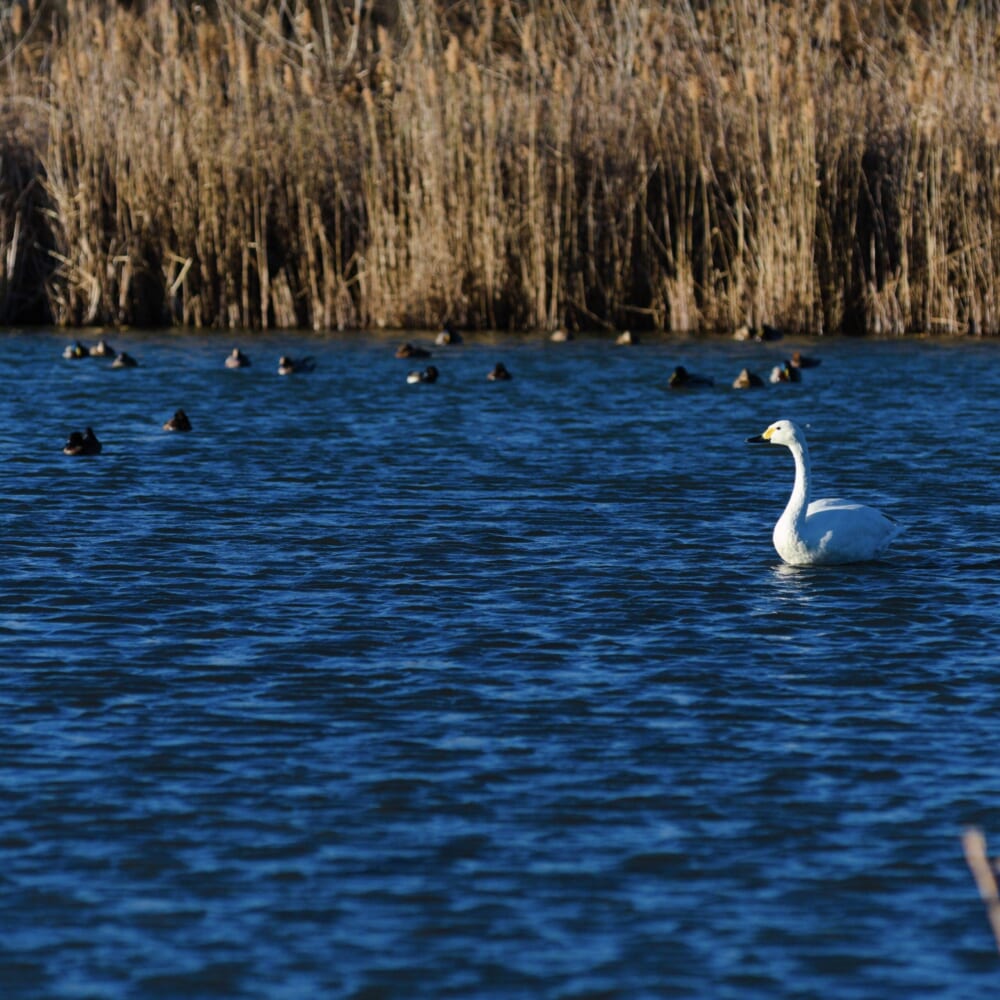 長野県安曇野市 カモ 白鳥 御宝田遊水池 白鳥飛来地