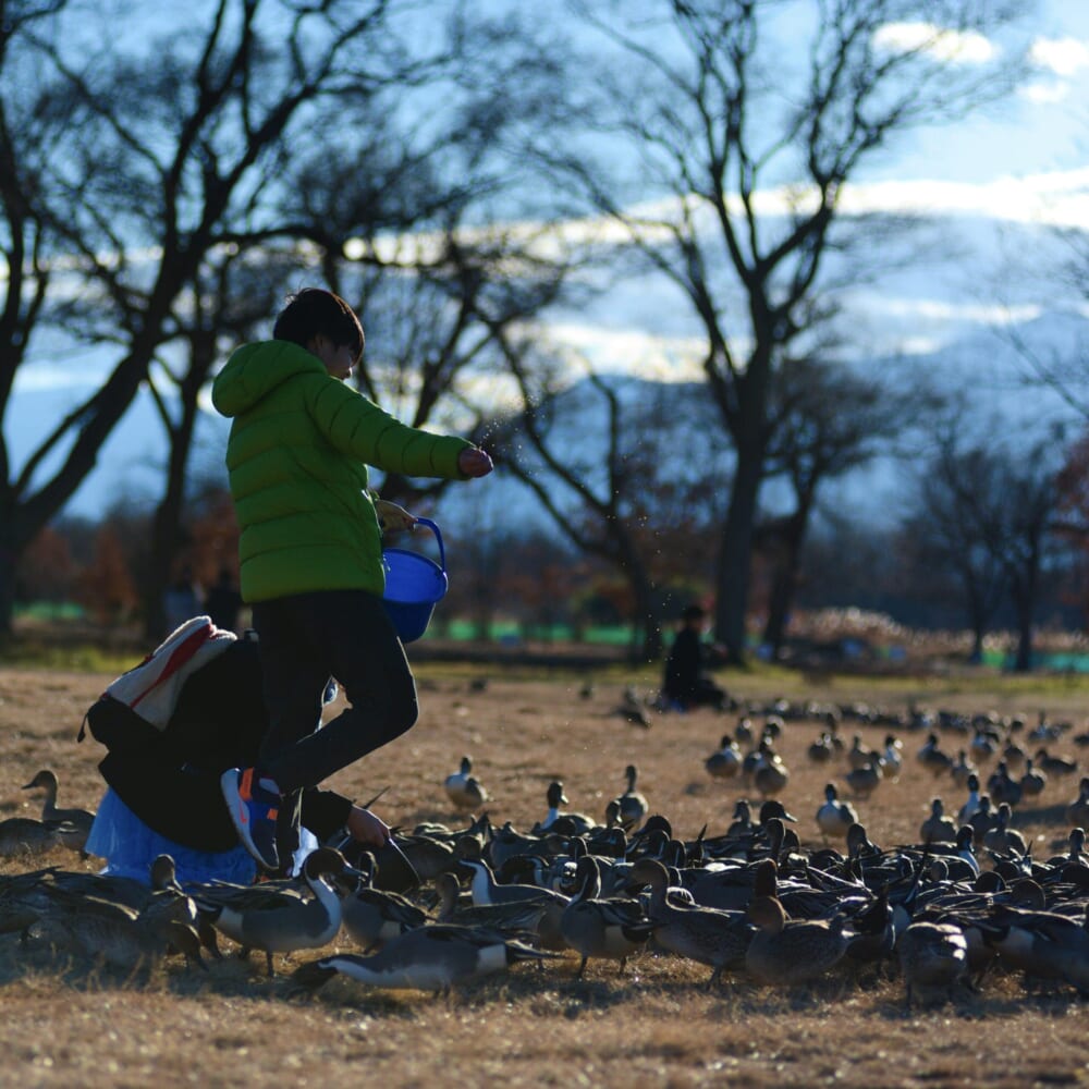 長野県安曇野市 カモ 白鳥 御宝田遊水池 白鳥飛来地