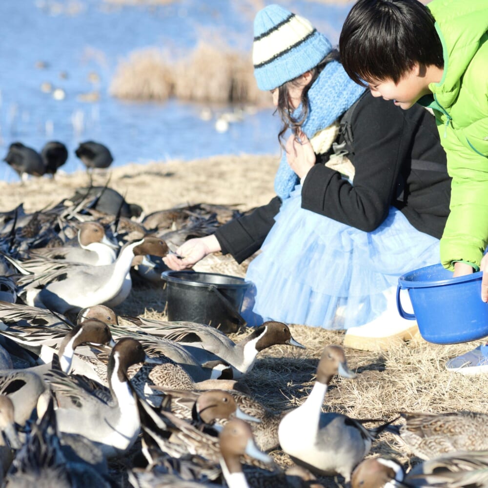 長野県安曇野市 カモ 白鳥 御宝田遊水池 白鳥飛来地