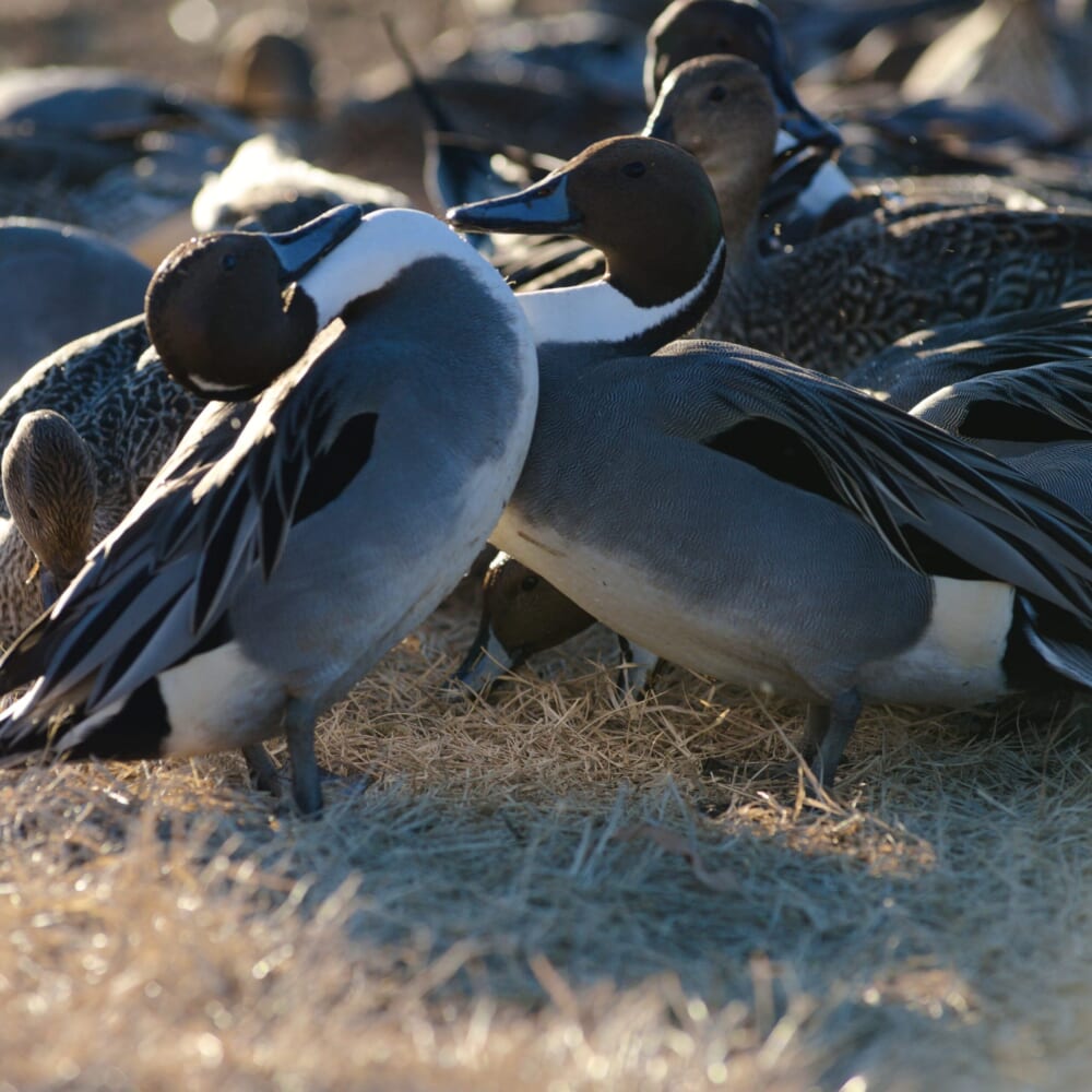 長野県安曇野市 カモ 白鳥 御宝田遊水池 白鳥飛来地