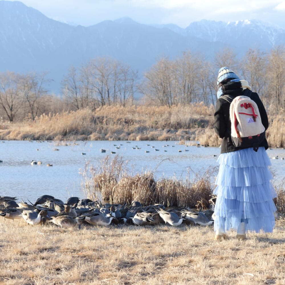 長野県安曇野市 カモ 白鳥 御宝田遊水池 白鳥飛来地