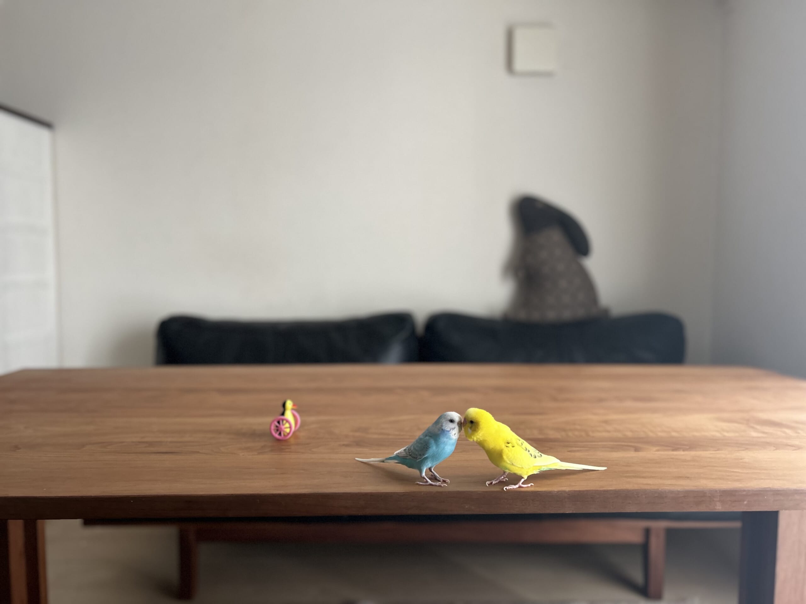 カワイイペット、セキセイインコ二羽が仲良くしている様子。