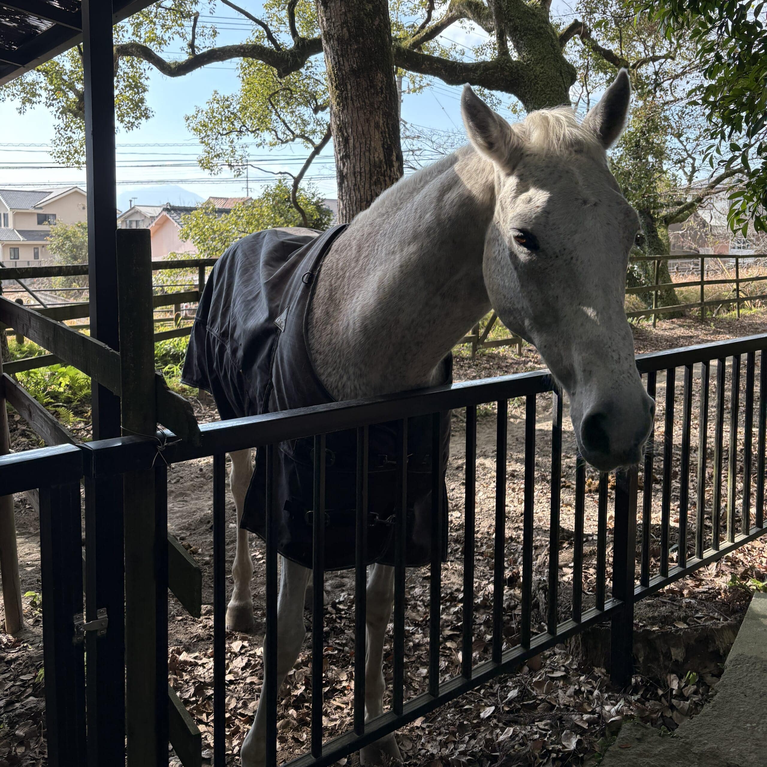 鹿児島神宮　霧島　御神馬　丙午