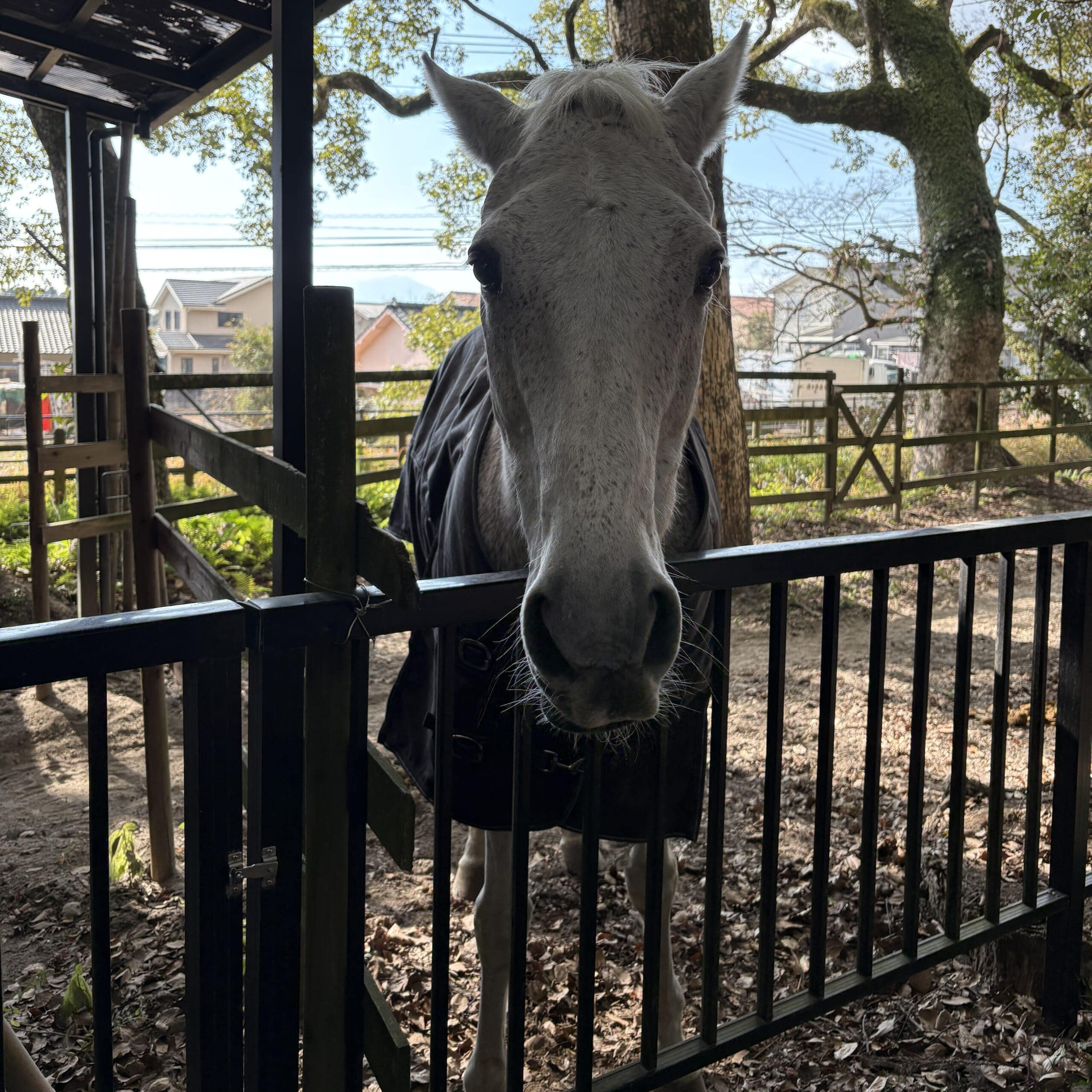鹿児島神宮　霧島　御神馬　丙午