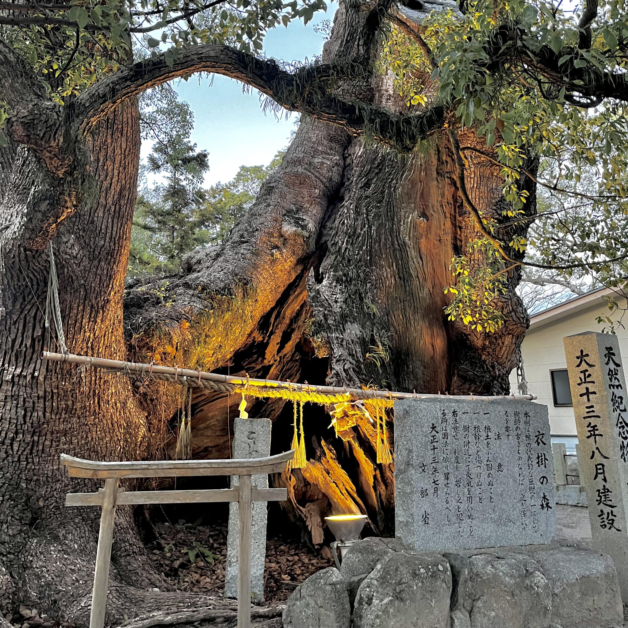 御神木 木 神社