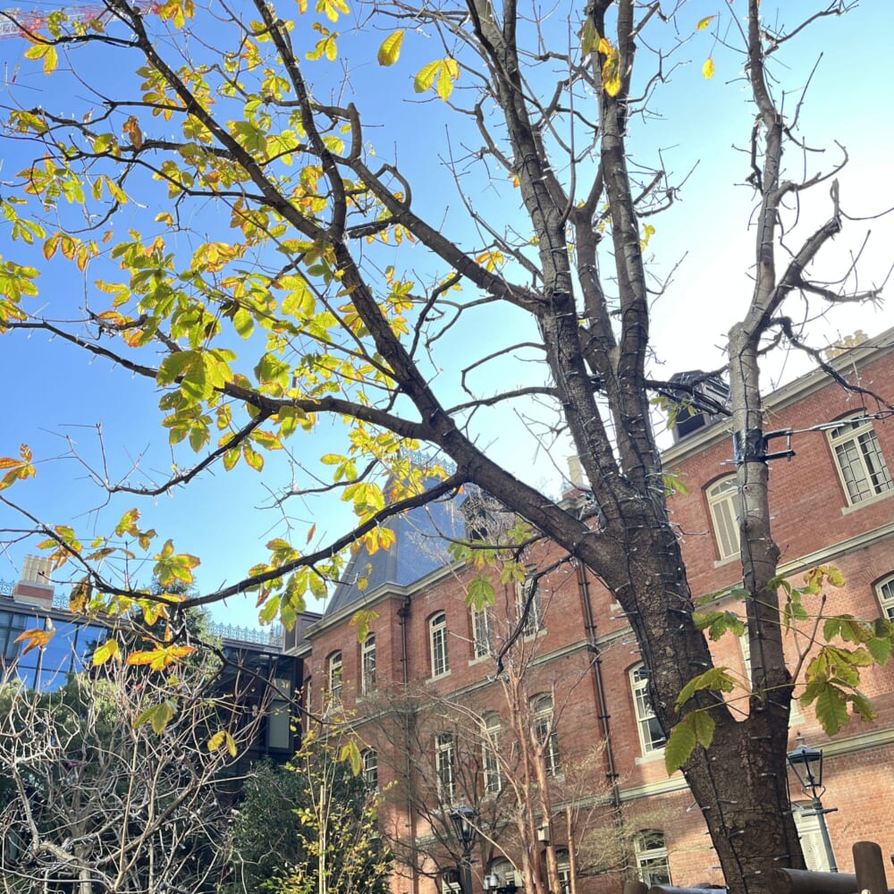 ブリックスクエア　丸の内　ランチ