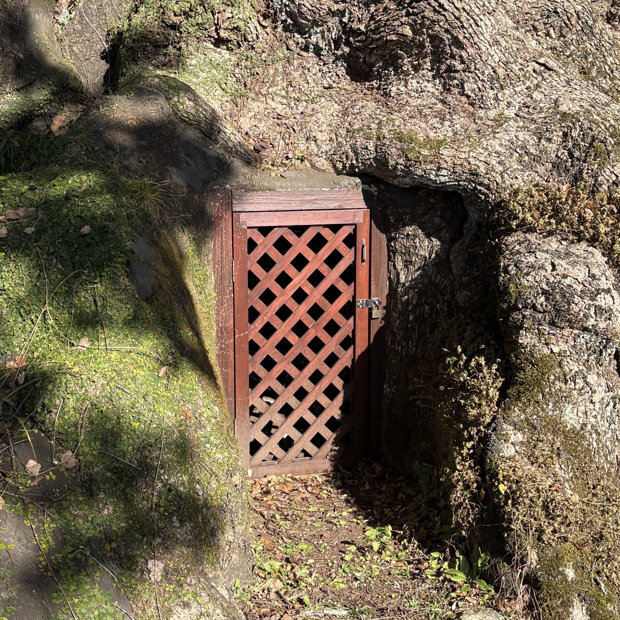 蒲生八幡神社　鹿児島県　姶良市　大クス