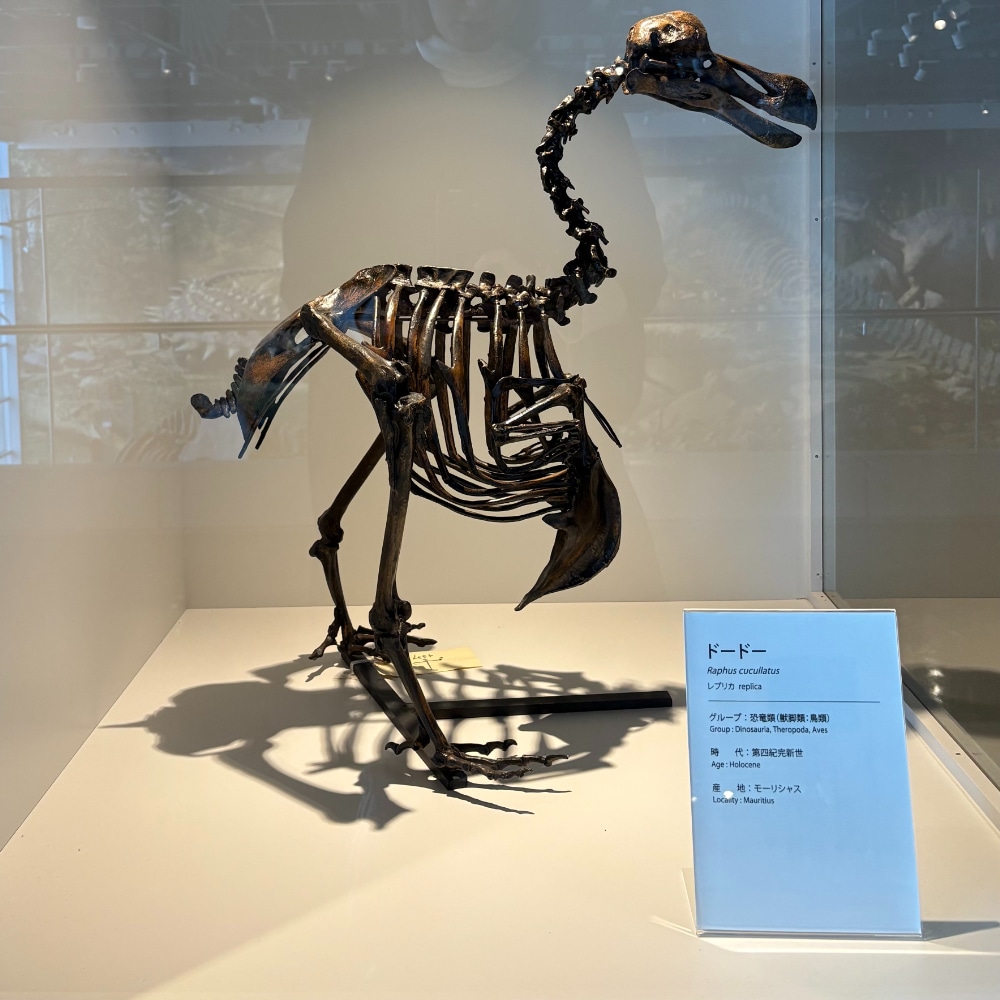 ベネックス恐竜博物館　　長崎市恐竜博物館　野母崎　ドードー