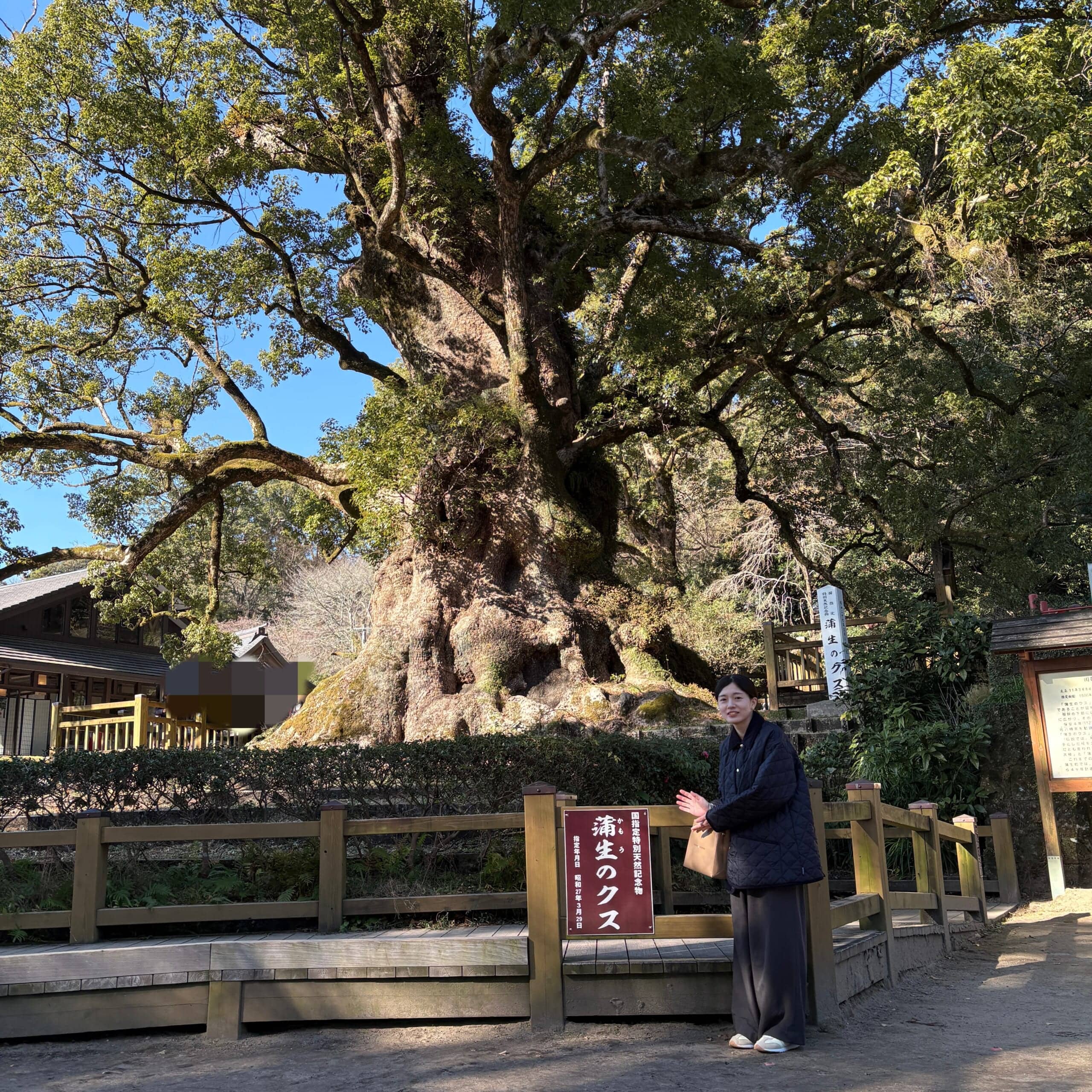 蒲生八幡神社　鹿児島県　姶良市　大クス