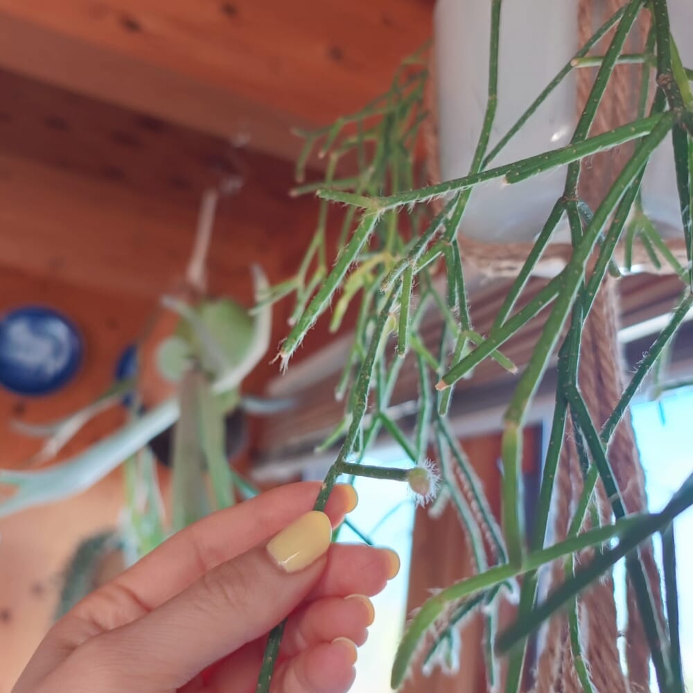 リプサリス フロストシュガー