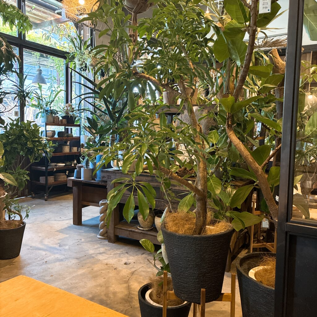 CASICA　店内　観葉植物