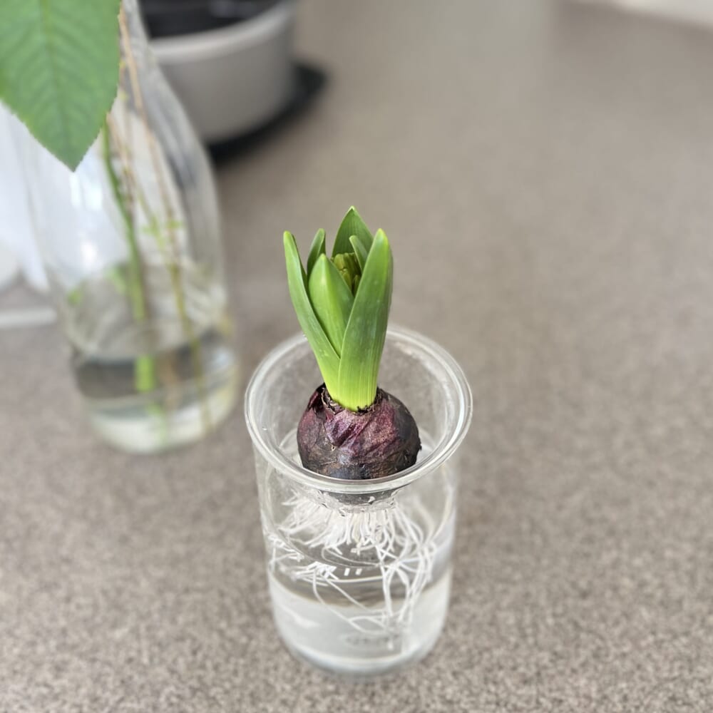 ヒヤシンス　水耕栽培　花