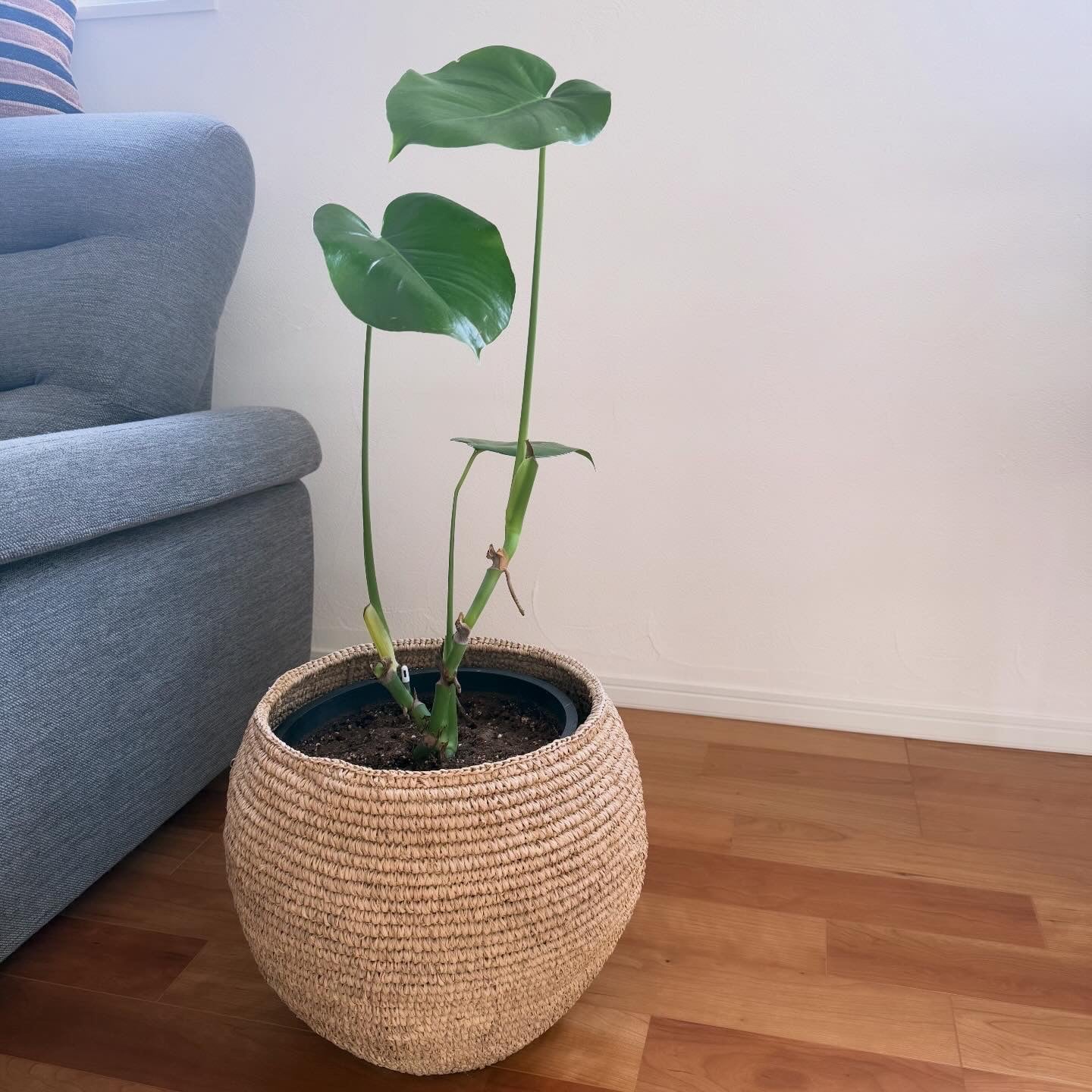 モンステラ 観葉植物