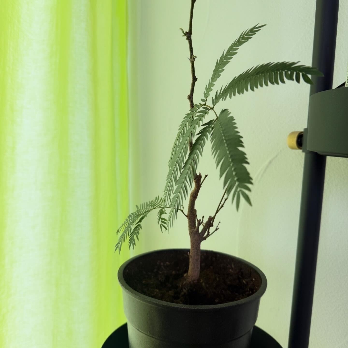 エバーフレッシュ