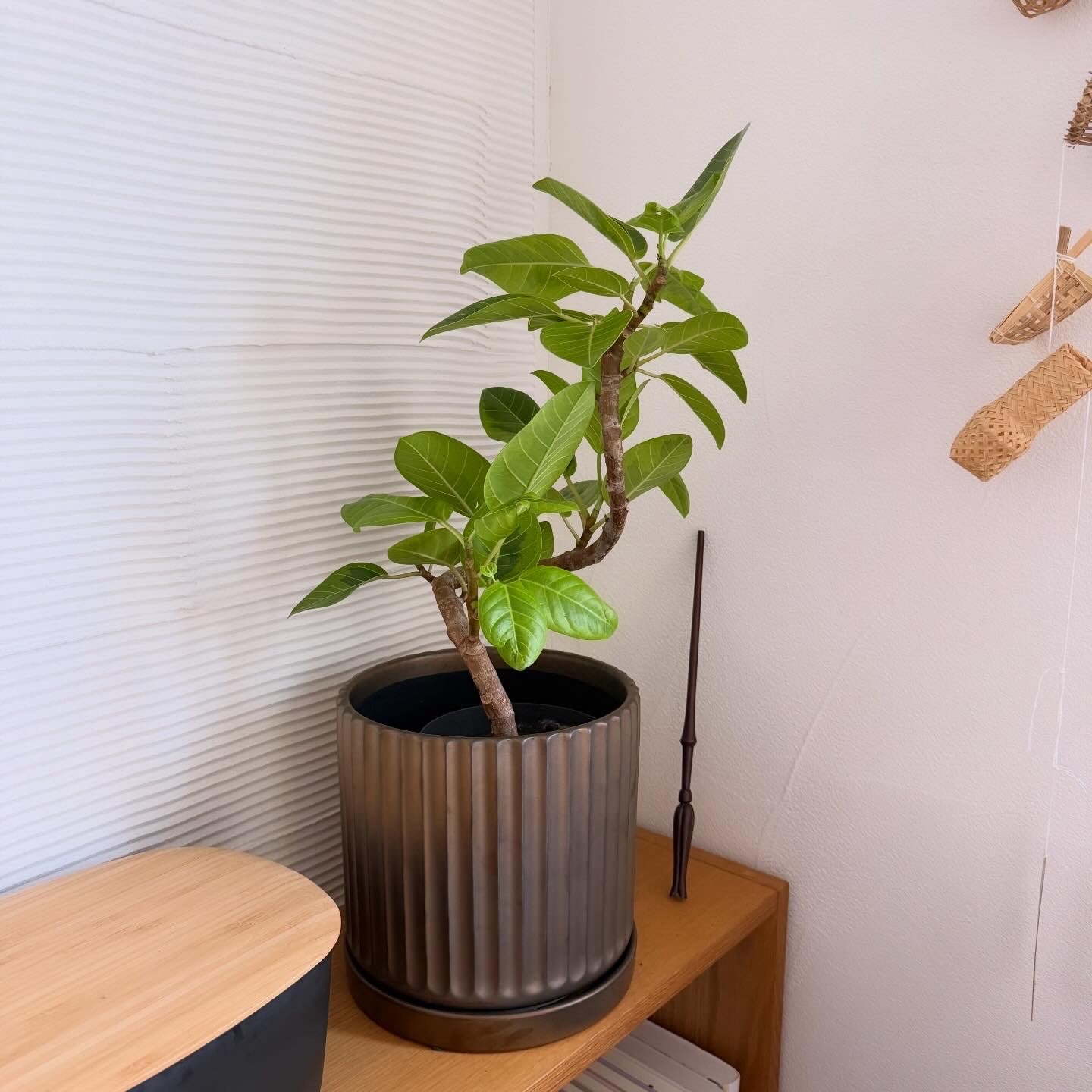 観葉植物 フィカスアルテシマ