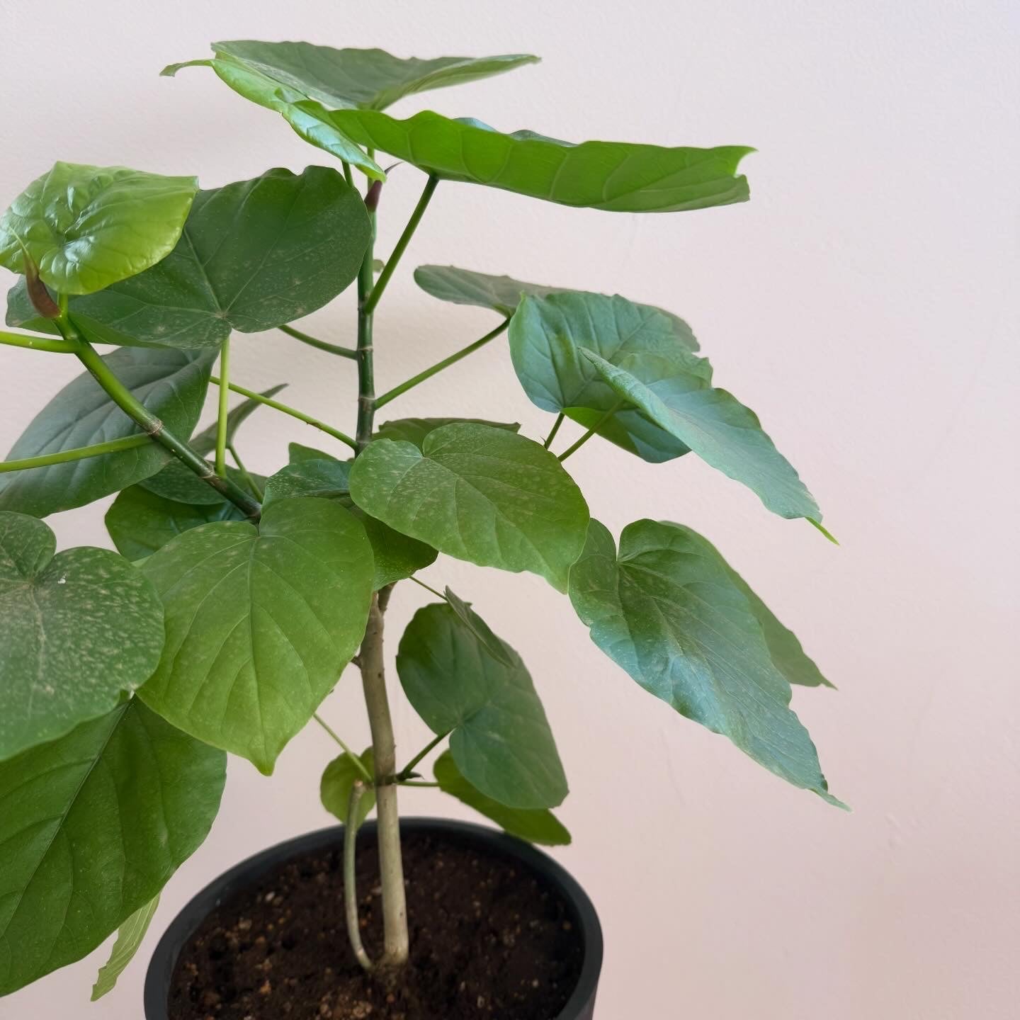 アンドプランツ ウンベラータ