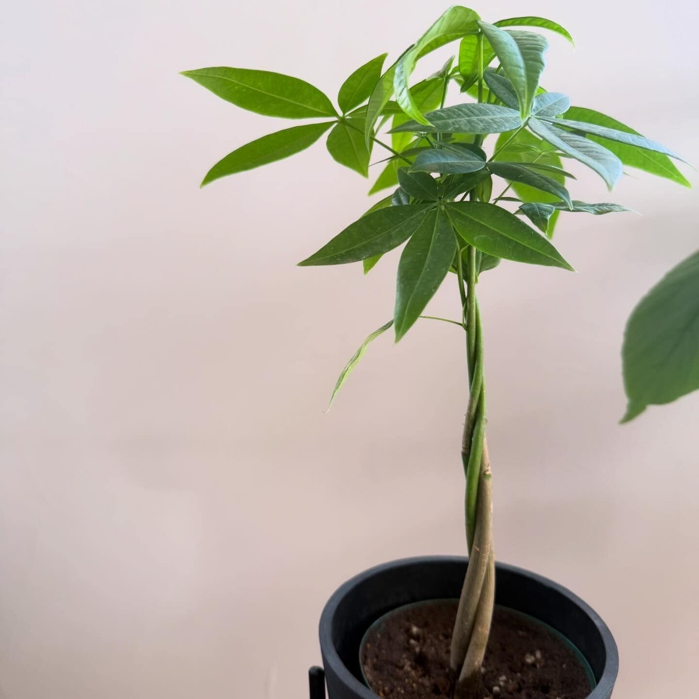 AND PLANTS パキラ