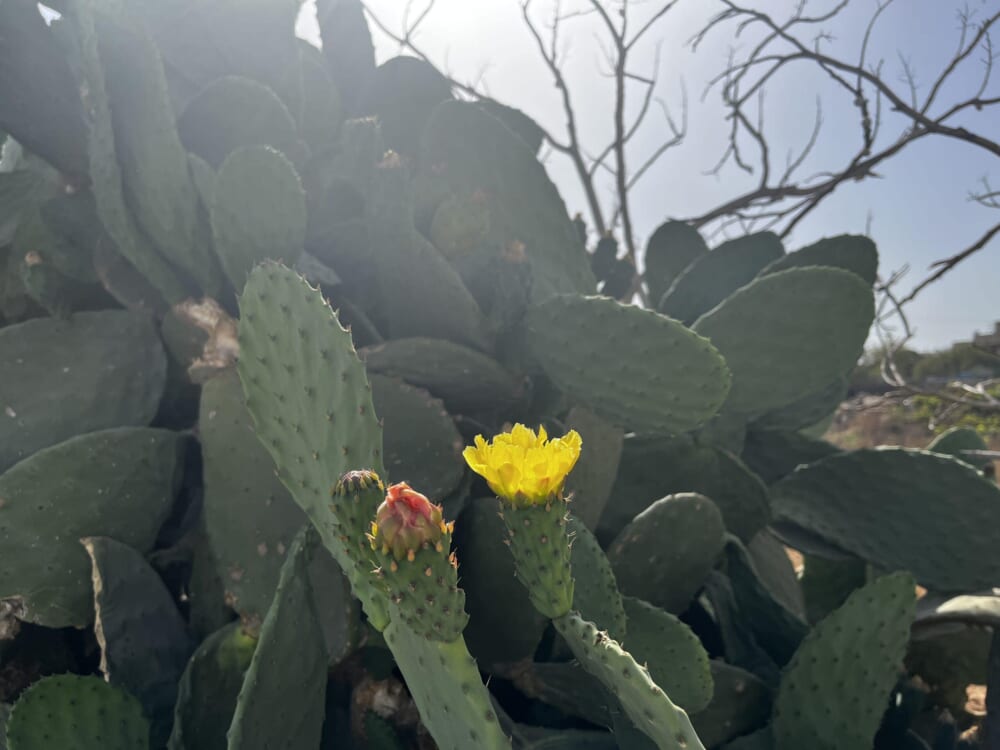 マルタ 夏 サボテン