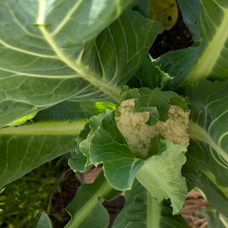 白いブロッコリー　LＥＥ100人隊　コポ庭