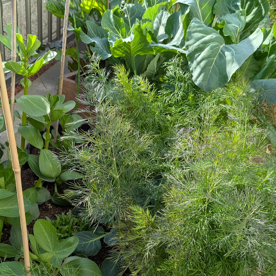 LEE100人隊　家庭菜園　コポ庭